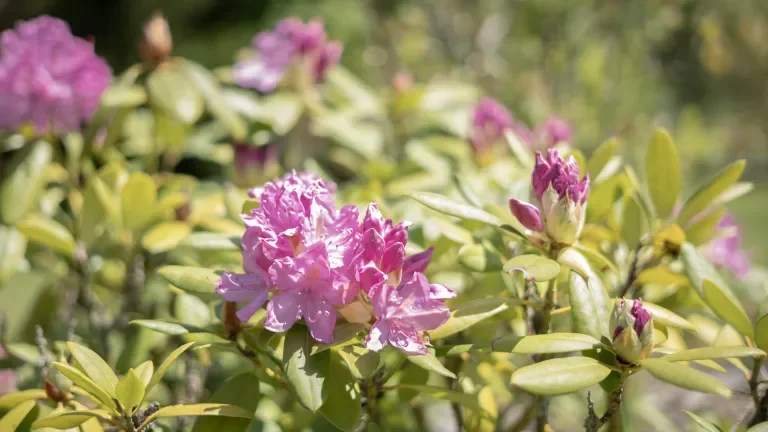 pinke Blumen