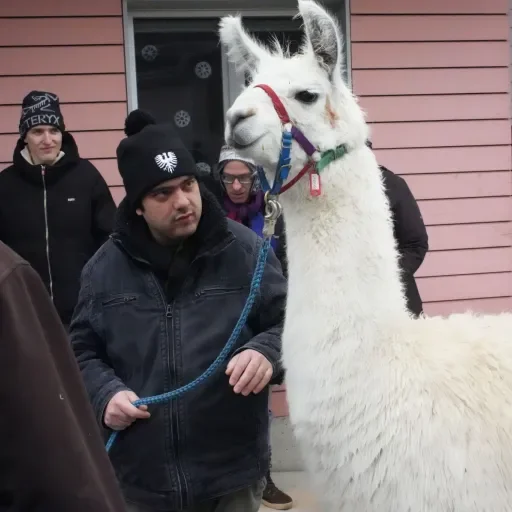 Spaziergang mit den Lamas Spaziergang mit den Lamas